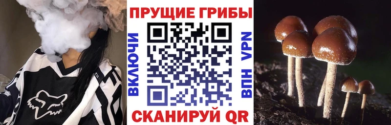 где продают   Свирск  MEGA   Псилоцибиновые грибы Magic Shrooms 